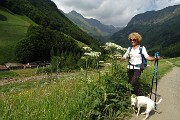 97 Ombrellifere nei prati alle Piane di Lizzola